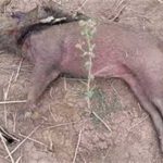 पिथौरा से एक गंभीर मामला आया सामने, मृत मिले कई जंगली सुअर