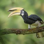 दुर्लभ हॉर्नबिल संरक्षण की विशेष पहल, उदंती-सीतानदी में विकसित हो रहे प्राकृतिक उद्यान