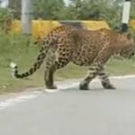 मां से बिछड़कर खेत में पहुंचा चार माह का तेंदुए का शावक, ग्रामीणों के सहयोग से वन विभाग ने किया सुरक्षित रेस्क्यू