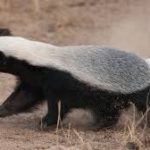 छत्तीसगढ़ की जैव विविधता में जुड़ा नया अध्याय, उसाड़ गांव में दुर्लभ वन्यजीव का दिखा जोड़ा