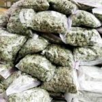 नशे के विरूद्ध पुलिस ने की बड़ी कार्यवाही, गांजे के साथ आरोपी को किया गिरफ्तार