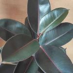 घर पर चाहते है सुख समृद्धि, तो मुख्य द्वार पर रखें ये पौधा