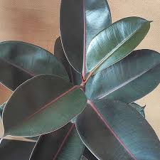 घर पर चाहते है सुख समृद्धि, तो मुख्य द्वार पर रखें ये पौधा