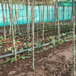 शासकीय उद्यान रोपणी कुकुरमुड़ा एवं बीरूटोला में पान की खेती का प्रदर्शन, छुईखदान में पान अनुसंधान केन्द्र की स्थापना