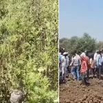 भाजपा नेता के खेत में अफीम की अवैध खेती, पूर्व सीएम भूपेश बघेल मौके पर पहुंचे