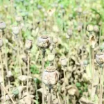 भाजपा नेता विनायक ताम्रकर हुए गिरफ्तार, अफीम की खेती मामले में NCB भी हुई शामिल