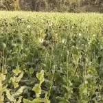 अफीम की खेती का दूसरा मामला: 5 एकड़ खेत में मिली अफीम की फसल