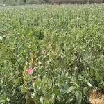रायगढ़ में अफीम की खेती का भंडाफोड़ , एक आरोपी पकड़ाया