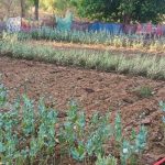 लैलूंगा में मिली अफीम की खेती, तीन लोगों द्वारा 50 डिशमिल में की जा रही थी खेती