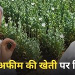 लैलूंगा में अफीम की अवैध खेती पर सियासत तेज, भूपेश बघेल के बयान पर अजय चंद्राकर का पलटवार