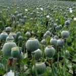 केशकाल में अफीम की खेती का बड़ा खुलासा: पुलिस की दबिश में पकड़ा गया काला कारोबार