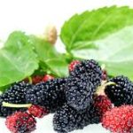 शहतूत गर्मियों के मौसम का जबरदस्त फल, स्वाद के साथ-साथ सेहत के लिए है वरदान