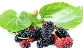 शहतूत गर्मियों के मौसम का जबरदस्त फल, स्वाद के साथ-साथ सेहत के लिए है वरदान