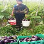 बिहान से बदली ममता की जिंदगी, सब्जी की खेती से ममता बनी आत्मनिर्भर