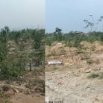 बंजर डंप क्षेत्र से हरा-भरा जंगल बनने की ओर गेवरा की अनूठी पहल, बंजर भूमि को हरियाली में बदलने की दिशा में महत्वपूर्ण कदम