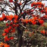 पलाश के फूलों से खिली मुस्कान: आजीविका और समृद्धि की नई राह