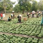 सुकमा में तेंदूपत्ता संग्रहण तेज़ी से जारी, 35 हजार से अधिक बोरे का हुआ संग्रहण