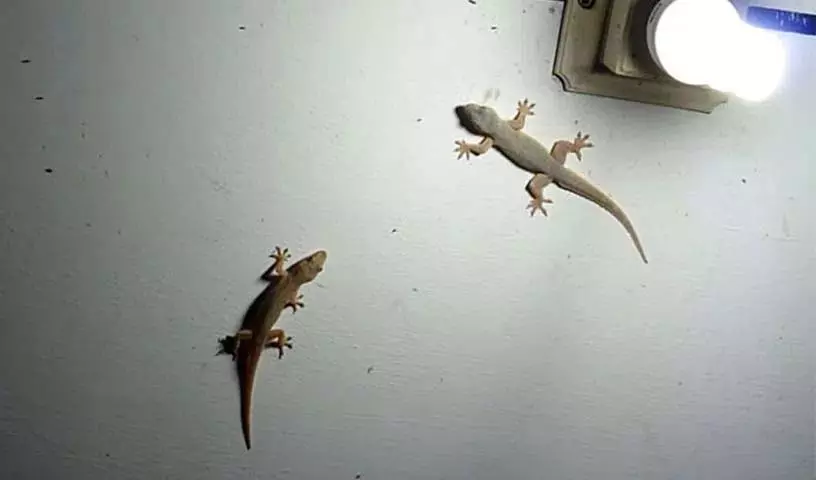 क्या आप अपने घर में छिपकलियों के घूमने से परेशान हैं?