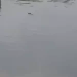 खदान के कर्मचारी की लाश तालाब में तैरती मिली