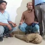 रायपुर में झुग्गी से पैंगोलिन की तस्करी का भंडाफोड़, 20 किलो जिंदा पैंगोलिन के साथ दो गिरफ्तार