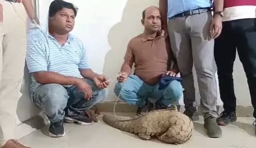 रायपुर में झुग्गी से पैंगोलिन की तस्करी का भंडाफोड़, 20 किलो जिंदा पैंगोलिन के साथ दो गिरफ्तार