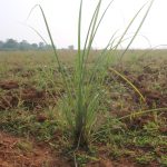 लेमनग्रास -किसानों के लिए कम पानी में ज्यादा कमाई का साधन