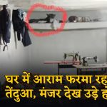 घर में घुसा तेंदुआ, मचा हड़कंप: घंटों चले रेस्क्यू के बाद काबू