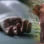 महुआ बीनने गए ग्रामीण को हाथी ने कुचला, इलाके में दहशत