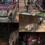 गौवंश तस्करी की कोशिश नाकाम, स्कार्पियो छोड़ तस्कर फरार