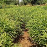 एक जिला एक उत्पाद योजना से बदली तस्वीर, अदरक की खेती से दोगुना मुनाफा कमाया