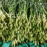 खुशबू बनी कमाई का जरिया: साकरा के किसान की रजनीगंधा पहुंची नागपुर, राष्ट्रीय बागवानी मिशन से बदली किसान की तकदीर