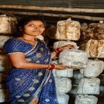 गृहिणी से उद्यमी बनीं तुलेश्वरी; मशरूम उत्पादन से रची सफलता की नई कहानी, अन्य महिलाओं के लिए बनी प्रेरणा