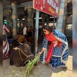 तिरुपति में आध्यात्मिक रंग में नजर आईं शमिता शेट्टी, गौसेवा करते शेयर की तस्वीरें