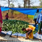 खीरा की खेती ने बदली सुभद्रा की जिंदगी,बिहान योजना से बनी लखपति दीदी