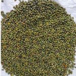 हरी खाद और नील-हरित काई से खेती को मिलेगी नई दिशा, रासायनिक खाद पर निर्भरता घटाने की पहल