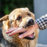 पागल कुत्ते ने मासूम पर किया हमला, 17 जगह काटा, ग्रामीणों ने मार डाला