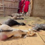 आजीविका का सहारा खत्म: एक रात में 17 बकरा-बकरियों की संदिग्ध मौत