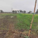 पटवारी की चूक से सुलगी जमीन की जंग:कोर्ट के आदेश भी बेअसर, गांव में बढ़ा तनाव