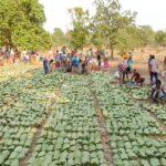 बस्तर में ‘हरा सोना’ की बड़ी तैयारी: तेंदूपत्ता की रिकॉर्ड खरीदी का अनुमान, हजारों परिवारों को मिलेगा लाभ