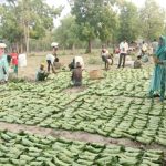 आजीविका पर असर नहीं होने देगा शासन: तेंदूपत्ता सीजन में एस्मा लागू