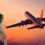 लैंडिंग के दौरान बड़ा खतरा टला: लखनऊ-रायपुर फ्लाइट में इमरजेंसी ब्रेक से बची बड़ी घटना