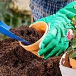 होम गार्डनिंग: मिट्टी को उपजाऊ बनाए रखने के तरीके