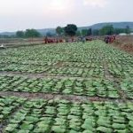 तेन्दूपत्ता खरीदी पर संकट! फड़ बंद होने से भड़के ग्रामीण, आदिवासियों ने दी आंदोलन की चेतावनी