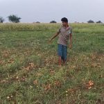 ओलावृष्टि से तबाही: 50 एकड़ फसल बर्बाद, किसानों की बढ़ी चिंता