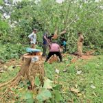 सागौन तस्करों पर बड़ा वार! अवैध आरा मशीन पर छापा, 7.50 लाख की लकड़ी जब्त