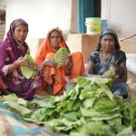 तेज धूप और थकान में भी हरा सोना से मिलती है राहत: गाँव-गाँव इन दिनों तेंदूपत्ता संग्रहण का चल रहा सिलसिला