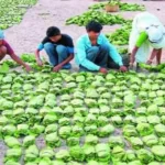 तेंदूपत्ता खरीदी में छत्तीसगढ़ अव्वल, मिल रहा देश में सबसे ज्यादा समर्थन मूल्य