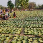 महासमुंद में तेंदूपत्ता संग्रहण की रफ्तार तेज: लक्ष्य हासिल करने की ओर बढ़ते कदम
