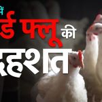 बर्ड फ्लू का कहर: 1.40 लाख मुर्गियों की बलि, 5 किमी तक हाई अलर्ट