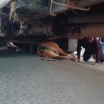 शराब से भरे ट्रक ने गाय को कुचला, सड़क पर मचा बवाल,चालक पर भड़के लोग